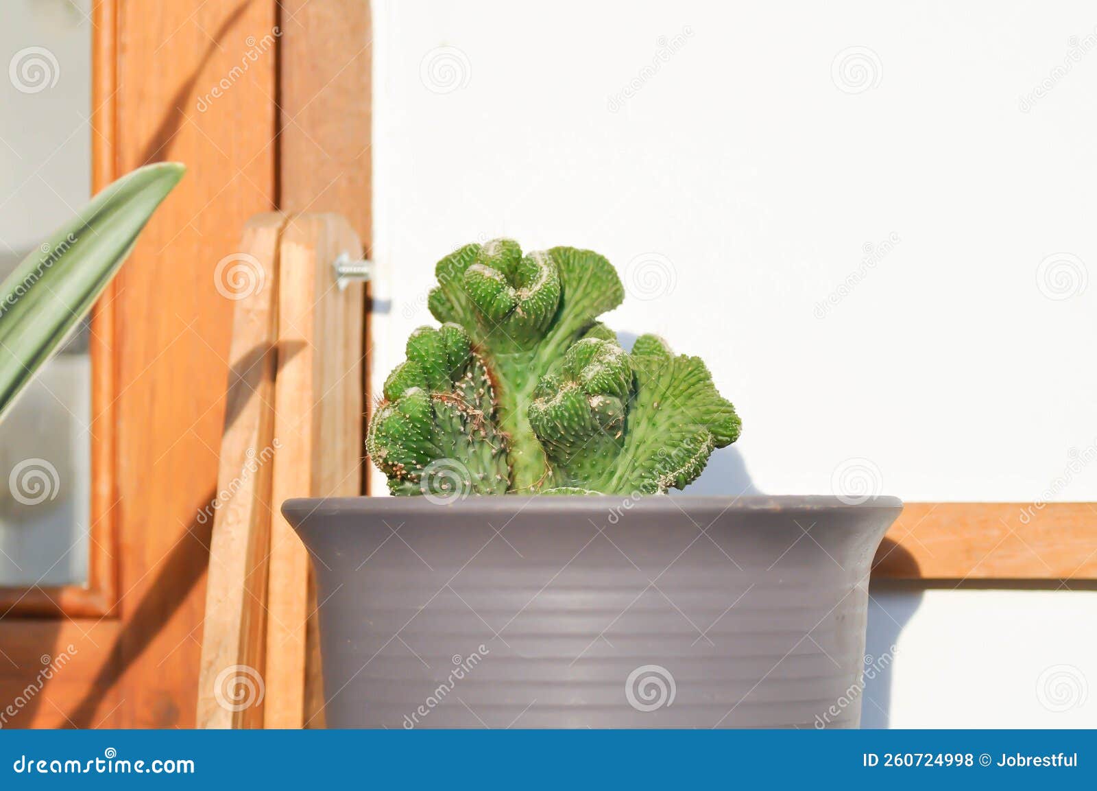euphorbiaÃ¢â¬â¹ lacteaÃ¢â¬â¹ cristata, euphorbia neriifolia or euphorbia lactea or euphorbia lactea haw or cactus